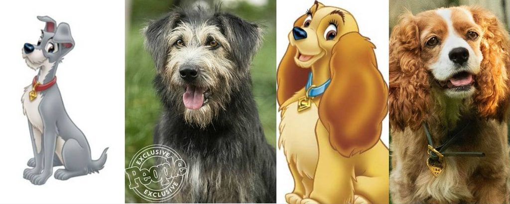 A Dama e o Vagabundo