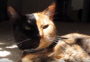 mutações genéticas