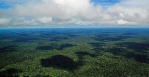 Dia de Proteção às Florestas