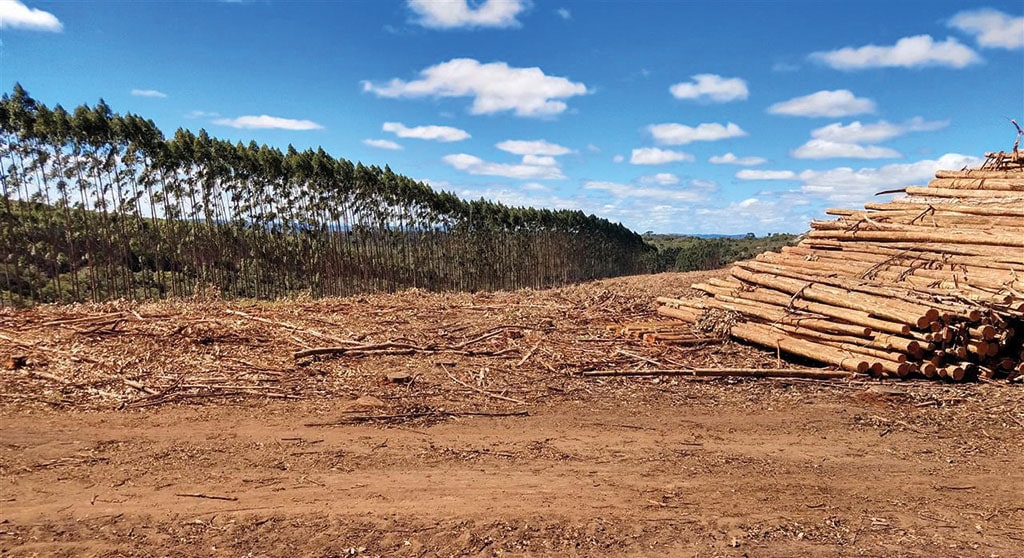 Dia do Engenheiro Florestal