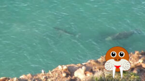 predadores marinhos da cadeia alimentar