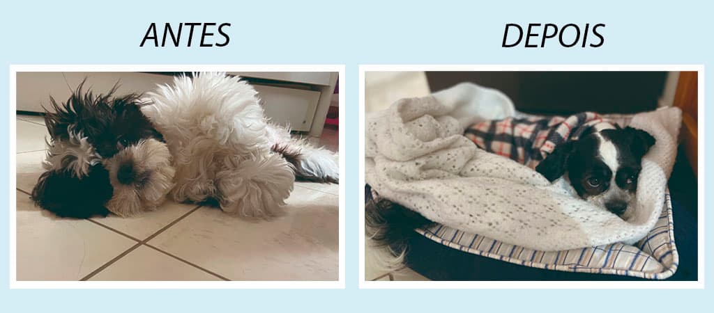 sentimentos e emoções