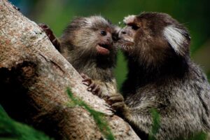 cordel do meio ambiente