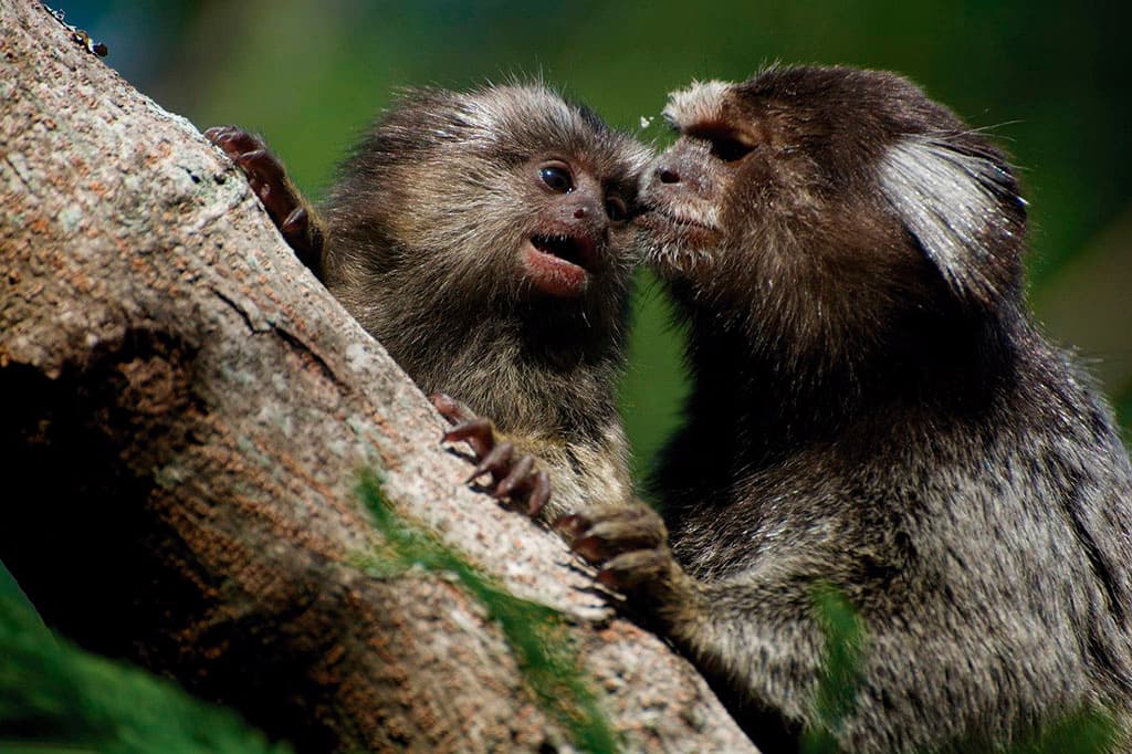 cordel do meio ambiente