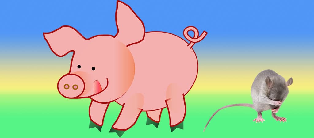 respiração pelo ânus