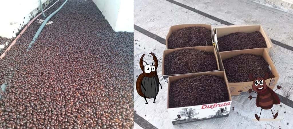 calor atrai enxame de besouros na Argentina