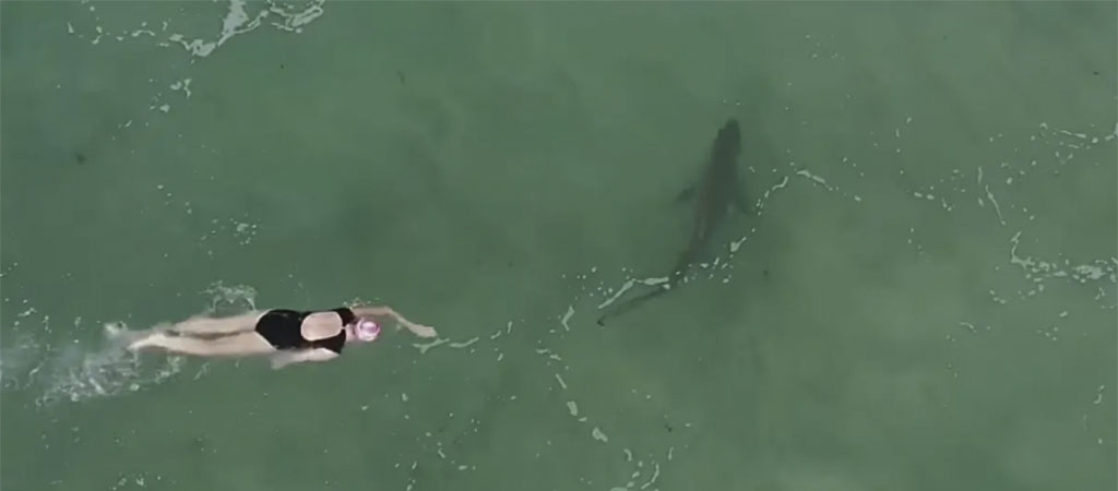 drone Shark