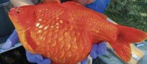 peixinho dourado gigante