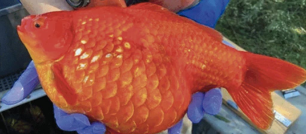 peixinho dourado gigante