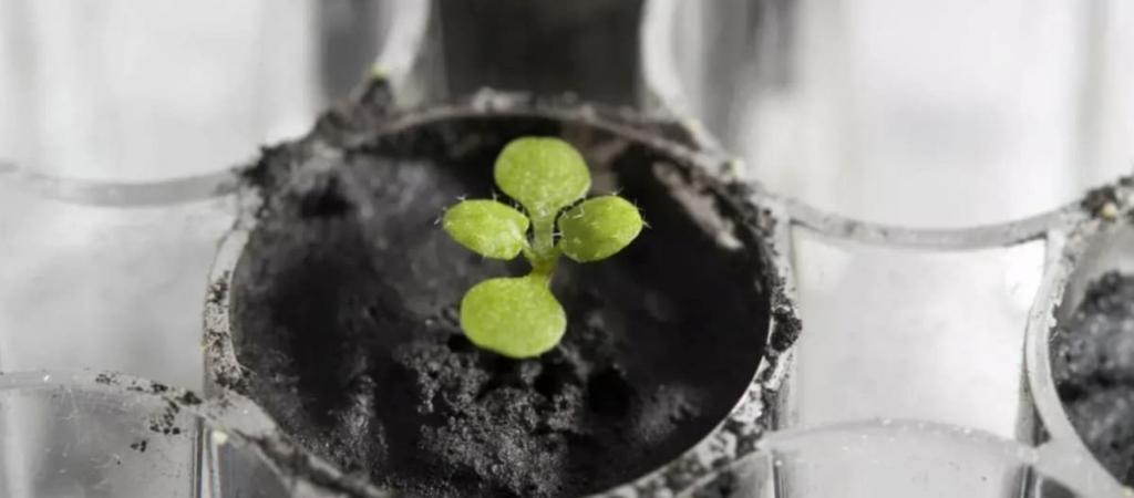 Planta em solo lunar, plantação na Lua