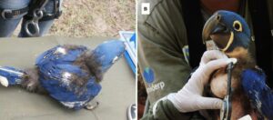 Estudo científico sobre arara-azuis anãs do Pantanal