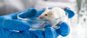 É proibido o teste em animais para desenvolvimento de cosméticos e produtos de higiene.