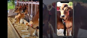 Inteligência Artificial (IA) mostra o que as vacas sentem, ajudando na produtividade da fazenda