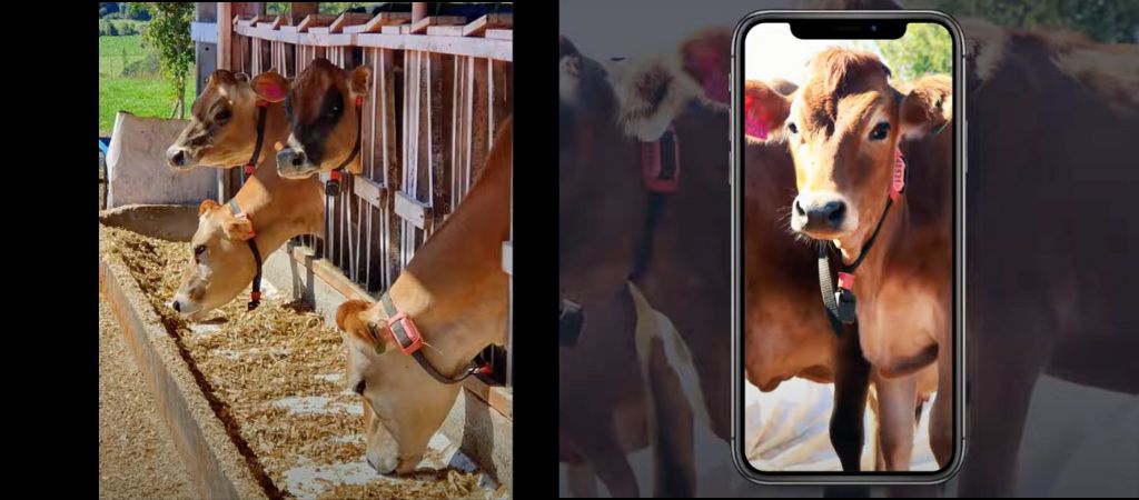 Inteligência Artificial (IA) mostra o que as vacas sentem, ajudando na produtividade da fazenda