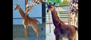 Girafa rara SEM manchas