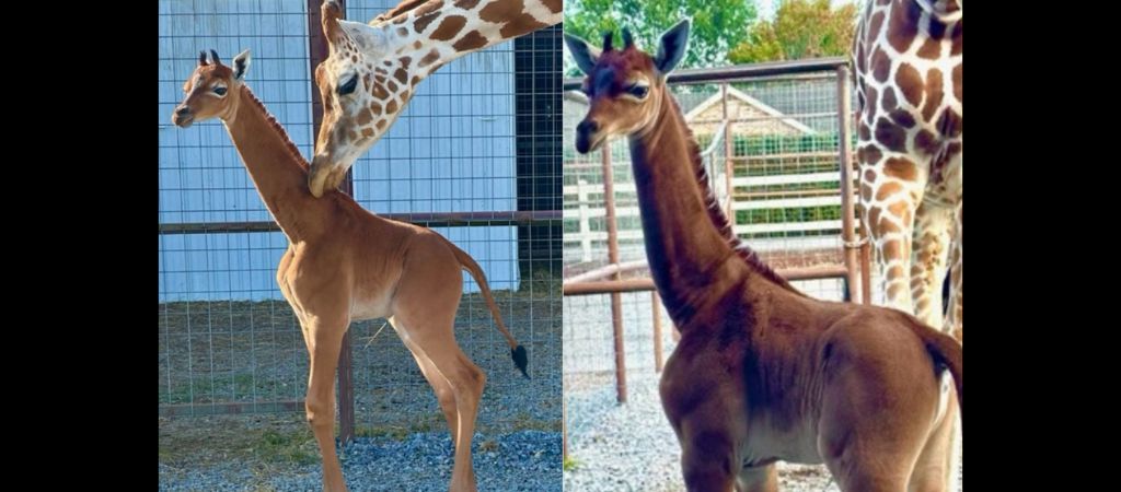 Girafa rara SEM manchas