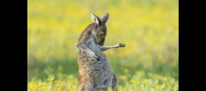 Canguru tocando guitarra - Comedy Wildlife Photo Award 2023