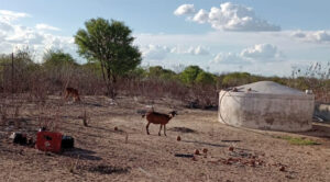 Região árida aumenta chance de deserto na Bahia