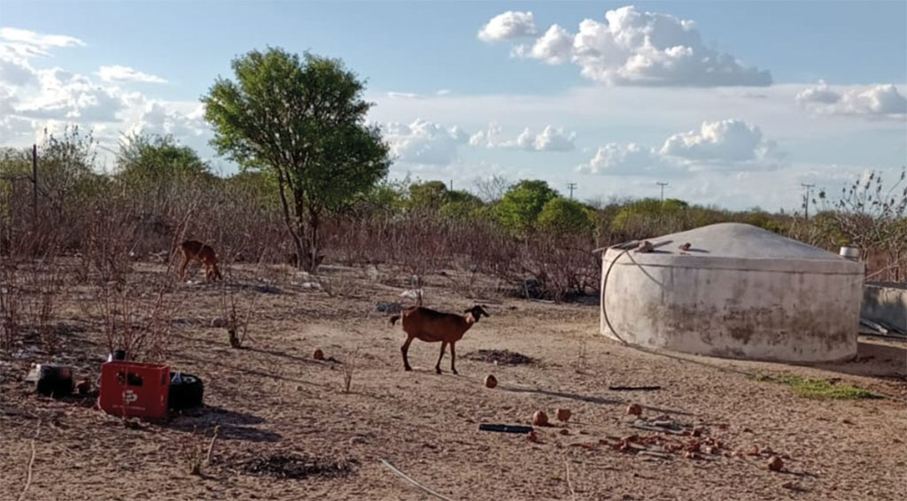 Região árida aumenta chance de deserto na Bahia