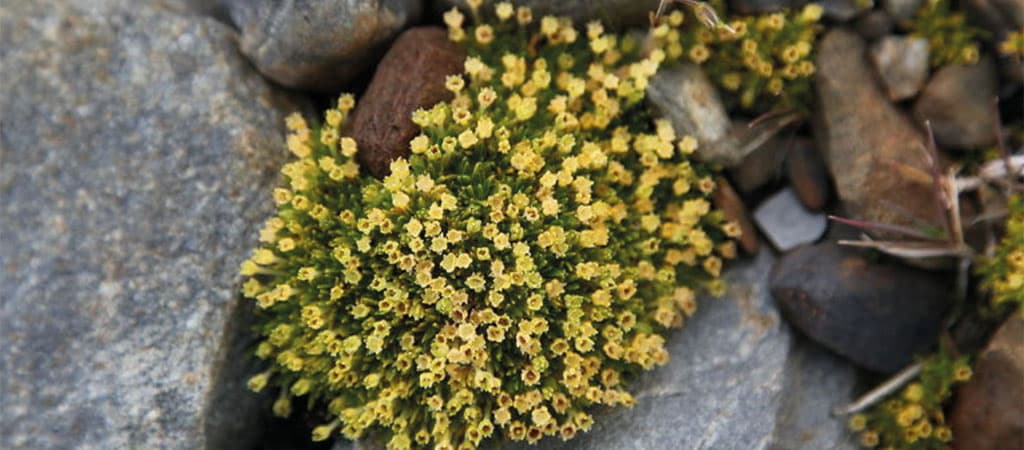 FLOR NA ANTÁRTIDA