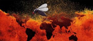 A relação entre as arboviroses e as mudanças climáticas