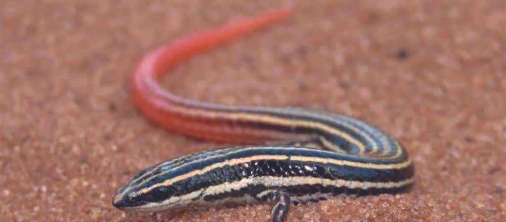 Calango de cauda vermelha