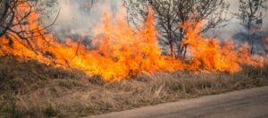queimadas no Cerrado