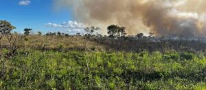 O fogo que controla o Cerrado