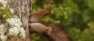 Crédito da imagem: Miko Marchetti/Comedy Wildlife