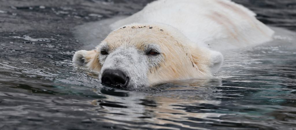 Urso polar em extinção com o degelo da Groenlândia