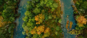 Desmatamento no Brasil cai 32,4% em 2024