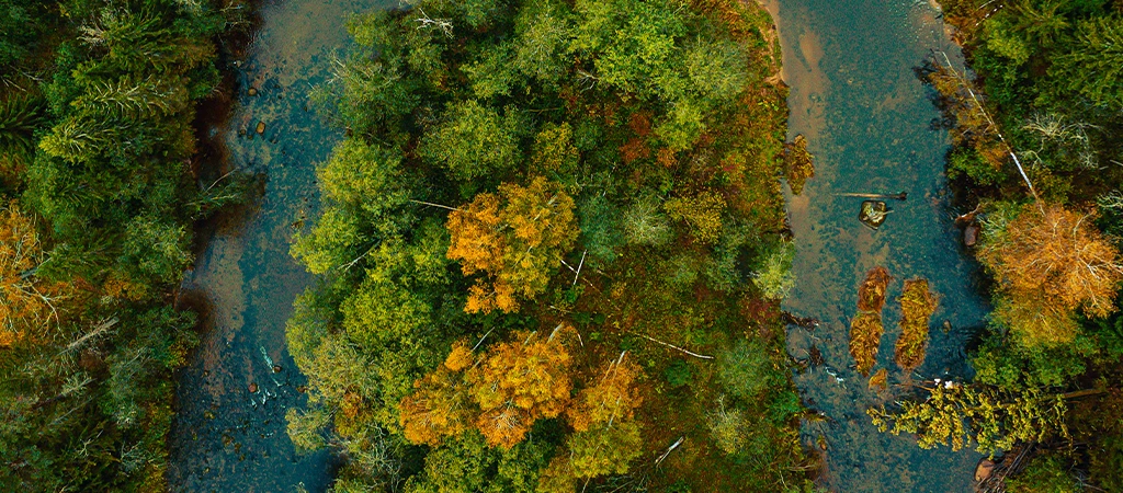 Desmatamento no Brasil cai 32,4% em 2024