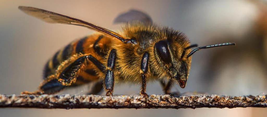 Dia Mundial das Abelhas: conheça sua importância