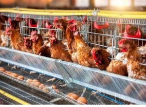 Entenda como a gripe viária está prejudicando economicamente o Brasil