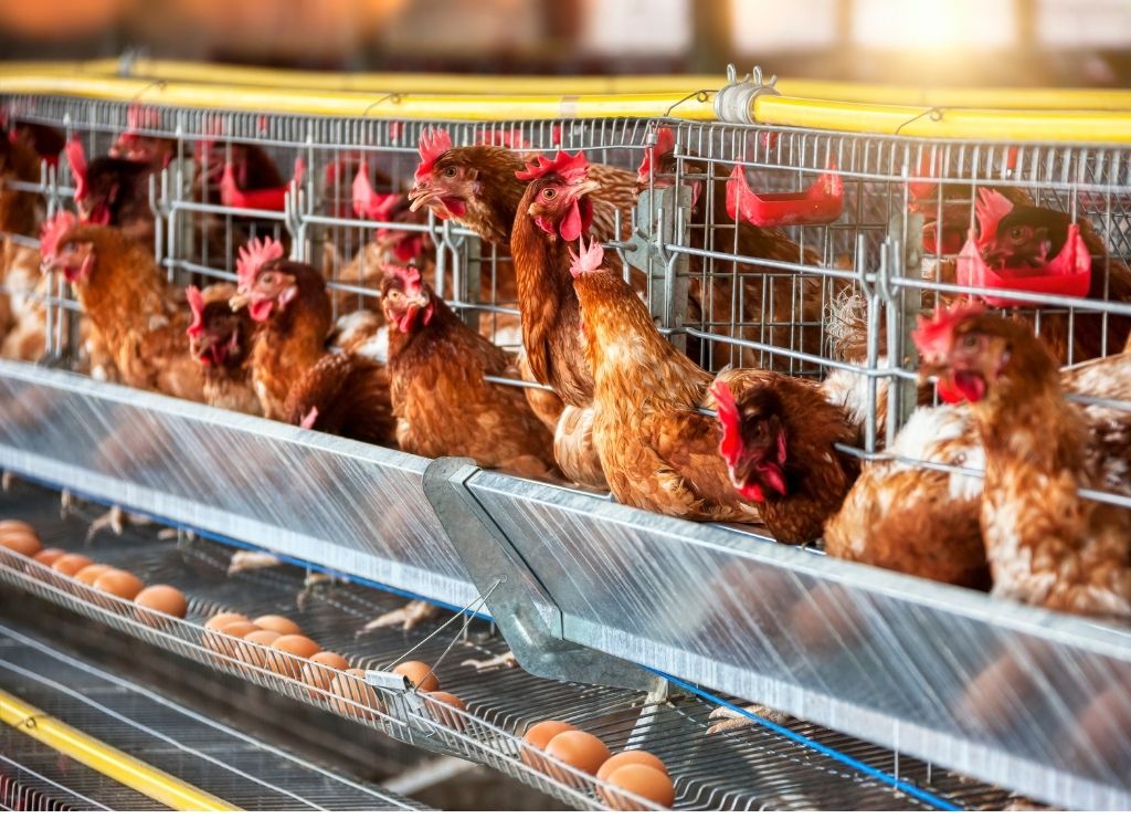 Entenda como a gripe viária está prejudicando economicamente o Brasil