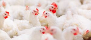 Brasil confirma 1º foco de gripe aviária