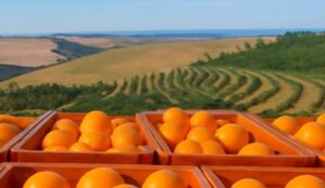 A FORÇA DA LARANJA NO AGRONEGÓCIO