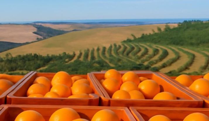 A FORÇA DA LARANJA NO AGRONEGÓCIO