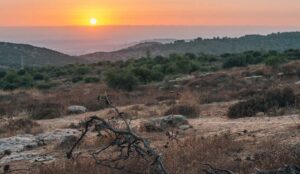 Dia da Amazônia: conheça os desafios da floresta