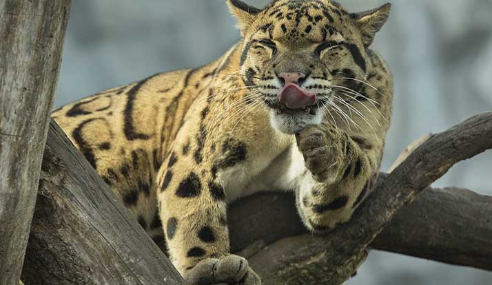 Sesc Pantanal tem votação para escolher nomes de onças-pintadas