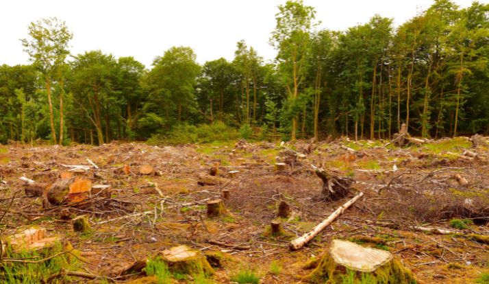 aumenta o desmatamento no Brasil