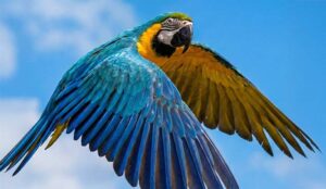 Primeiras araras-canindés são soltas no Rio de Janeiro