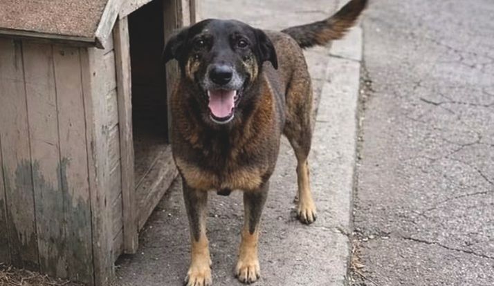 Violência contra Orelha reforça debate sobre respeito aos animais