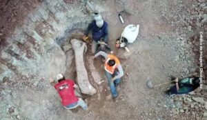 Ossos encontrados no Maranhão são de nova espécie de dinossauro