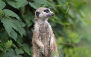 Dia Mundial da Suricata: fatos e curiosidades