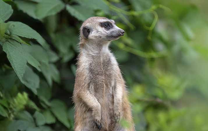 Dia Mundial da Suricata: fatos e curiosidades